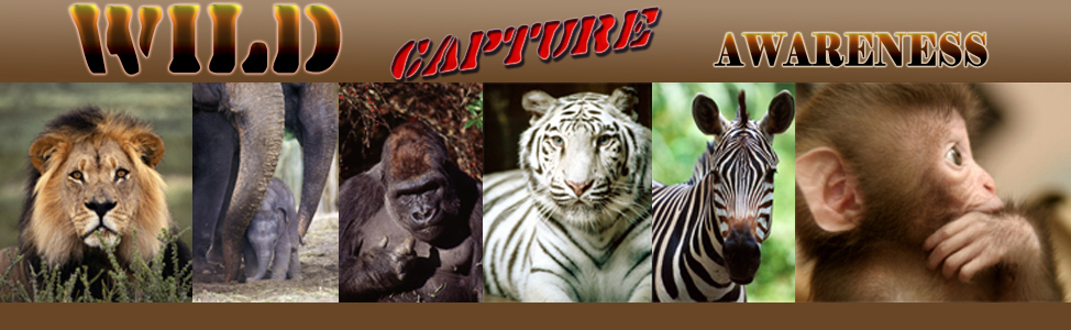 Wild Capture Awareness